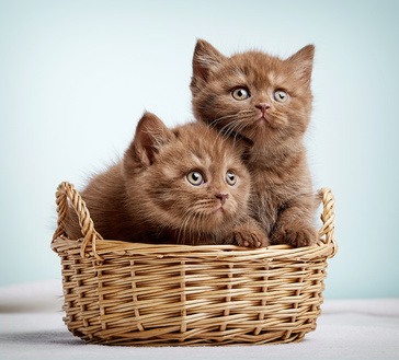 Portrait of two brown british shorthair kittens in wooden basket